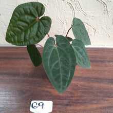 Load image into Gallery viewer, #G9 Anthurium Blood Moon / Hoffmanii