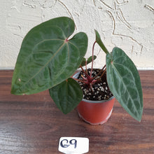 Load image into Gallery viewer, #G9 Anthurium Blood Moon / Hoffmanii