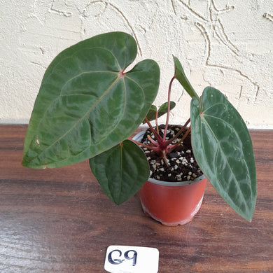 #G9 Anthurium Blood Moon / Hoffmanii