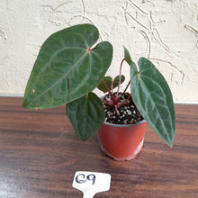 Load image into Gallery viewer, #G9 Anthurium Blood Moon / Hoffmanii
