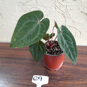 #G9 Anthurium Blood Moon / Hoffmanii