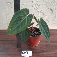 Load image into Gallery viewer, #G9 Anthurium Blood Moon / Hoffmanii