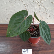 Load image into Gallery viewer, #G9 Anthurium Blood Moon / Hoffmanii