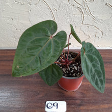 Load image into Gallery viewer, #G9 Anthurium Blood Moon / Hoffmanii