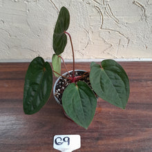 Load image into Gallery viewer, #G9 Anthurium Blood Moon / Hoffmanii