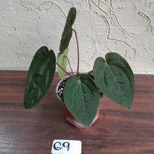 Load image into Gallery viewer, #G9 Anthurium Blood Moon / Hoffmanii