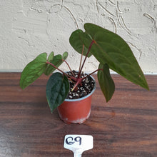 Load image into Gallery viewer, #G9 Anthurium Blood Moon / Hoffmanii