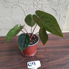Load image into Gallery viewer, #G9 Anthurium Blood Moon / Hoffmanii