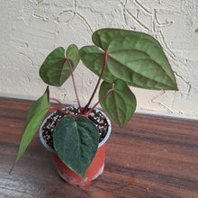 Load image into Gallery viewer, #G9 Anthurium Blood Moon / Hoffmanii