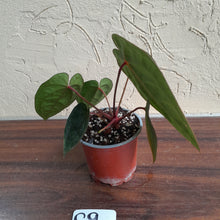 Load image into Gallery viewer, #G9 Anthurium Blood Moon / Hoffmanii