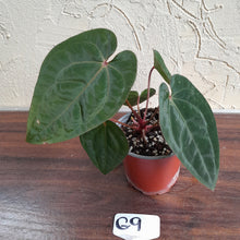 Load image into Gallery viewer, #G9 Anthurium Blood Moon / Hoffmanii