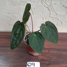 Load image into Gallery viewer, #G9 Anthurium Blood Moon / Hoffmanii