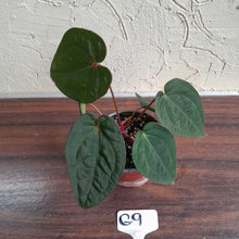Load image into Gallery viewer, #G9 Anthurium Blood Moon / Hoffmanii