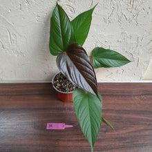 Load image into Gallery viewer, #J8 Anthurium Bosworth Beauty