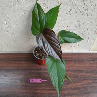 #J8 Anthurium Bosworth Beauty