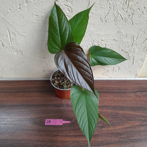 #J8 Anthurium Bosworth Beauty
