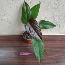 Load image into Gallery viewer, #J8 Anthurium Bosworth Beauty