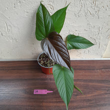Load image into Gallery viewer, #J8 Anthurium Bosworth Beauty