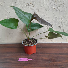 Load image into Gallery viewer, #J8 Anthurium Bosworth Beauty