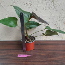 Load image into Gallery viewer, #J8 Anthurium Bosworth Beauty