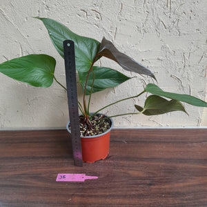 #J8 Anthurium Bosworth Beauty
