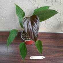 Load image into Gallery viewer, #B92 Anthurium Bosworth Beauty