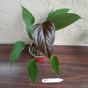 #B92 Anthurium Bosworth Beauty