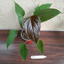 Load image into Gallery viewer, #B92 Anthurium Bosworth Beauty