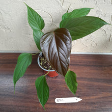 Load image into Gallery viewer, #B92 Anthurium Bosworth Beauty