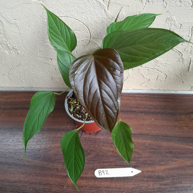 #B92 Anthurium Bosworth Beauty