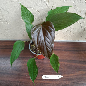 #B92 Anthurium Bosworth Beauty