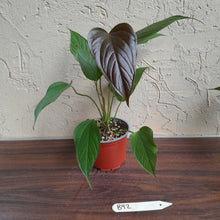 Load image into Gallery viewer, #B92 Anthurium Bosworth Beauty