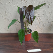 Load image into Gallery viewer, #B92 Anthurium Bosworth Beauty