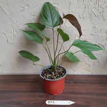 Load image into Gallery viewer, #B92 Anthurium Bosworth Beauty