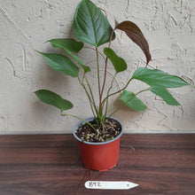 Load image into Gallery viewer, #B92 Anthurium Bosworth Beauty