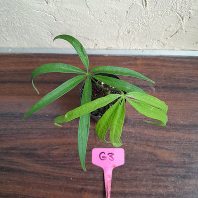 #G3 Anthurium Polydactylum