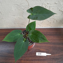 Load image into Gallery viewer, #B88 Anthurium Velvet Shadow x