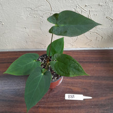 Load image into Gallery viewer, #B88 Anthurium Velvet Shadow x