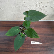 Load image into Gallery viewer, #B88 Anthurium Velvet Shadow x
