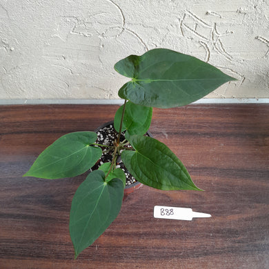 #B88 Anthurium Velvet Shadow x