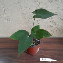 Load image into Gallery viewer, #B88 Anthurium Velvet Shadow x