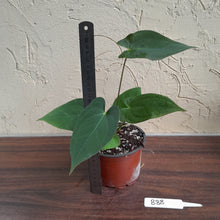 Load image into Gallery viewer, #B88 Anthurium Velvet Shadow x