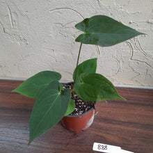 Load image into Gallery viewer, #B88 Anthurium Velvet Shadow x