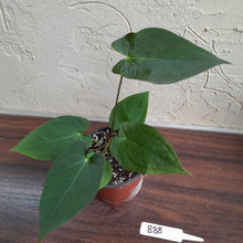 Load image into Gallery viewer, #B88 Anthurium Velvet Shadow x