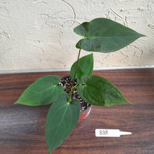 Load image into Gallery viewer, #B88 Anthurium Velvet Shadow x
