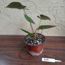 Load image into Gallery viewer, #B88 Anthurium Velvet Shadow x