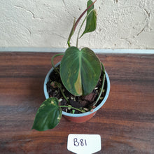Load image into Gallery viewer, #B81 Variegated Philodendron Micans