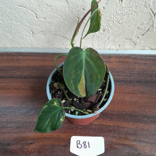 Load image into Gallery viewer, #B81 Variegated Philodendron Micans