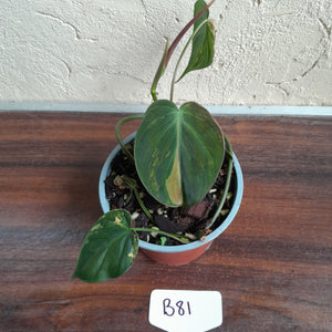 #B81 Variegated Philodendron Micans