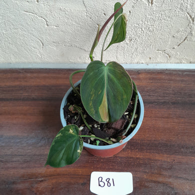 #B81 Variegated Philodendron Micans